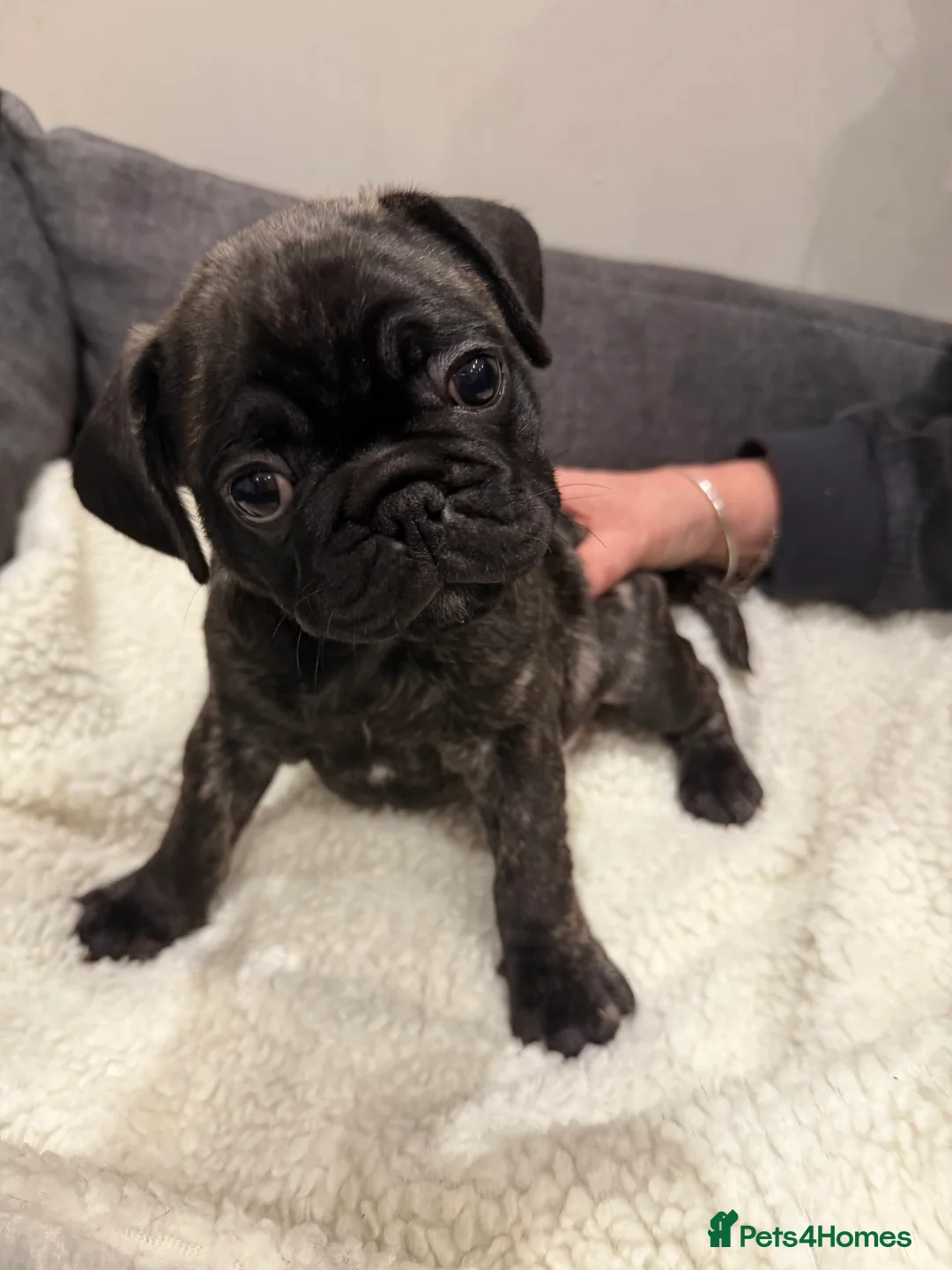 Frug dogs for sale: Beautiful Frug Puppies - Advert 17