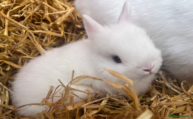 Netherland Dwarf rabbits - Advert 2