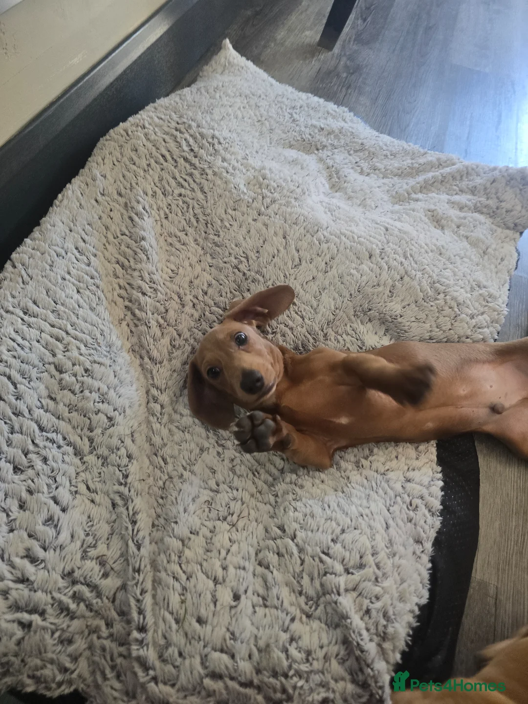 Miniature Dachshund dogs for sale: Miniature daschunds - Advert 2