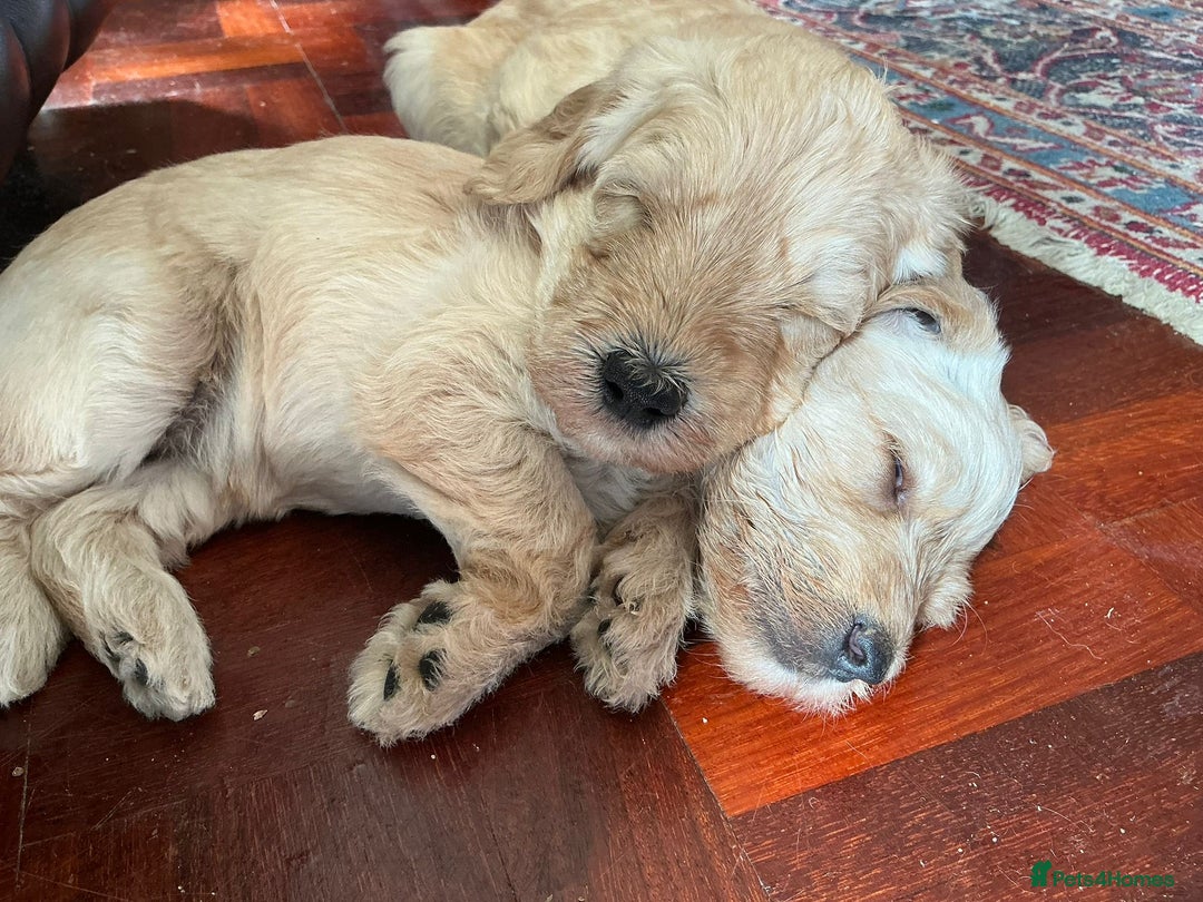 Labradoodle dogs for sale: Lily's Mini's - Multigen Mini Labradoodle Puppies - Image 32