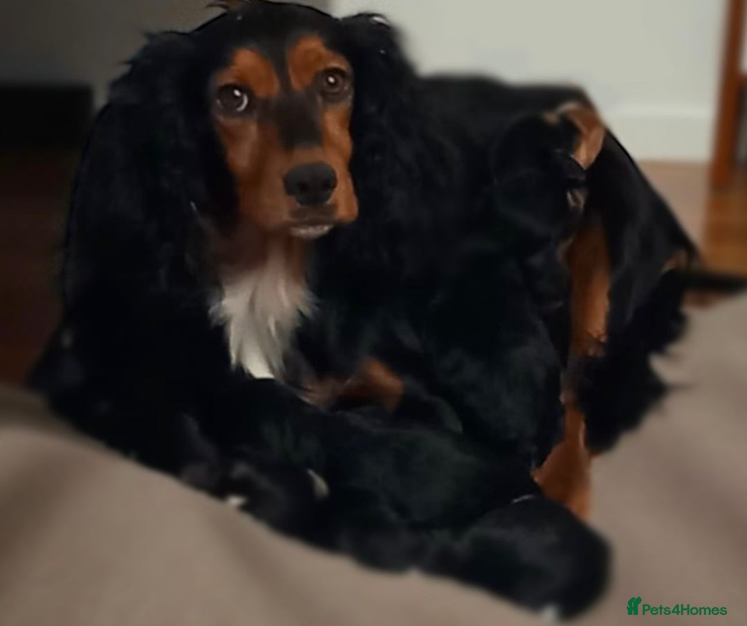 Cocker Spaniel dogs for sale: Cocker spaniel puppies - Advert 1