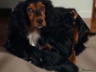 Cocker Spaniel dogs Cocker spaniel puppies - Advert 1