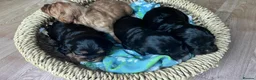 Cavapoo dogs for sale: Beautiful Cavapoo Puppies in Darlington - Advert 8
