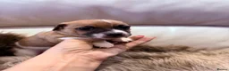 Jack Russell dogs for sale: Minature Jack Russell puppies in Hornchurch - Advert 24