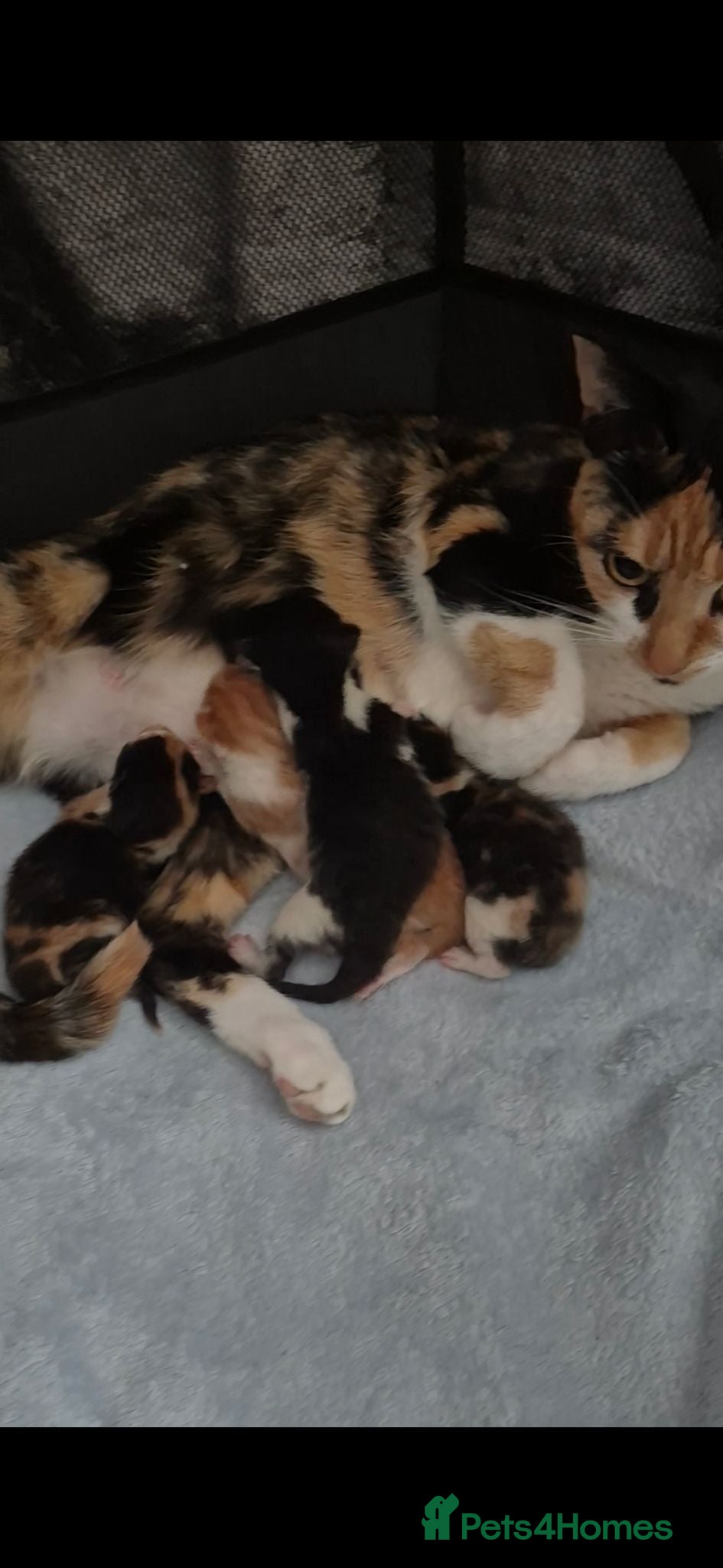 Mixed Breed cats Kittens - Advert 2