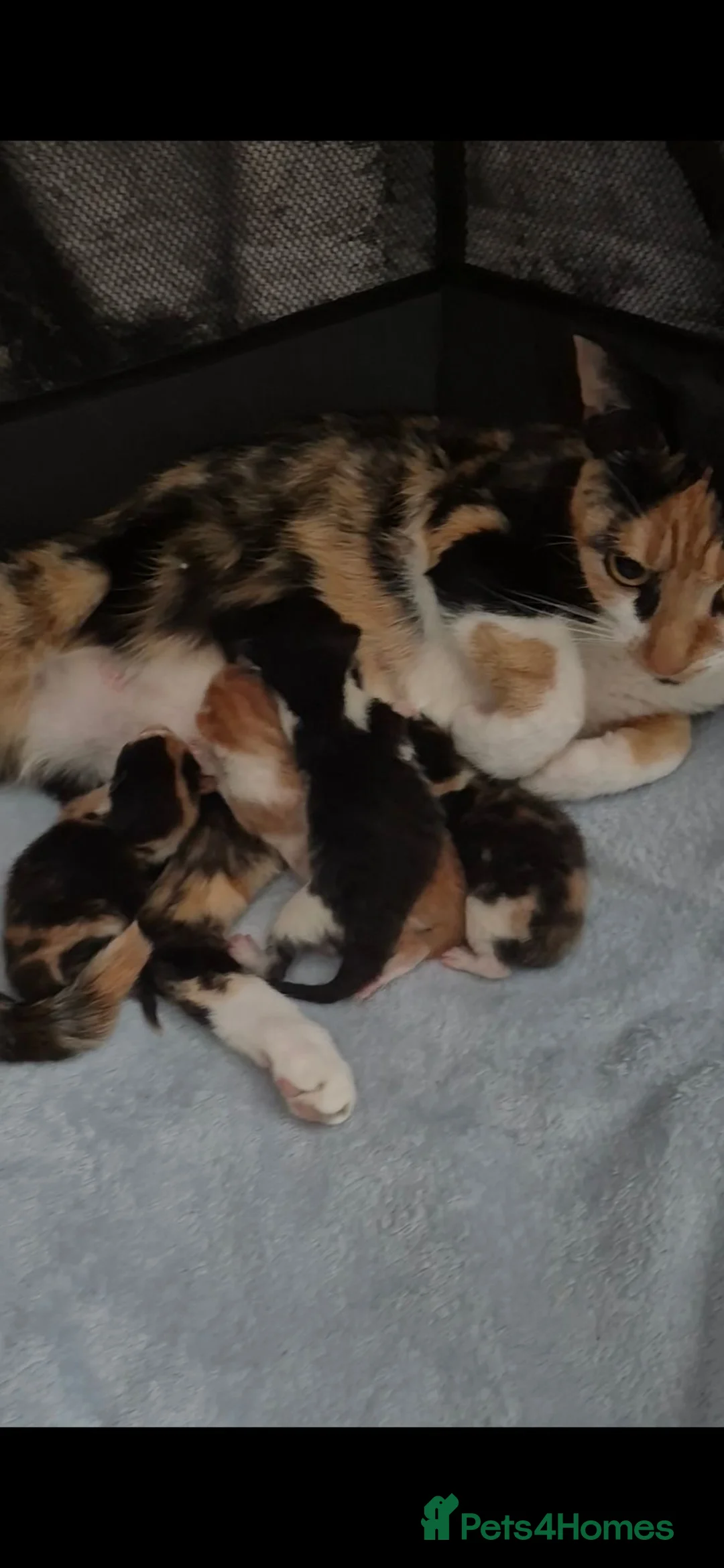Mixed Breed cats for sale: Kittens - Advert 1