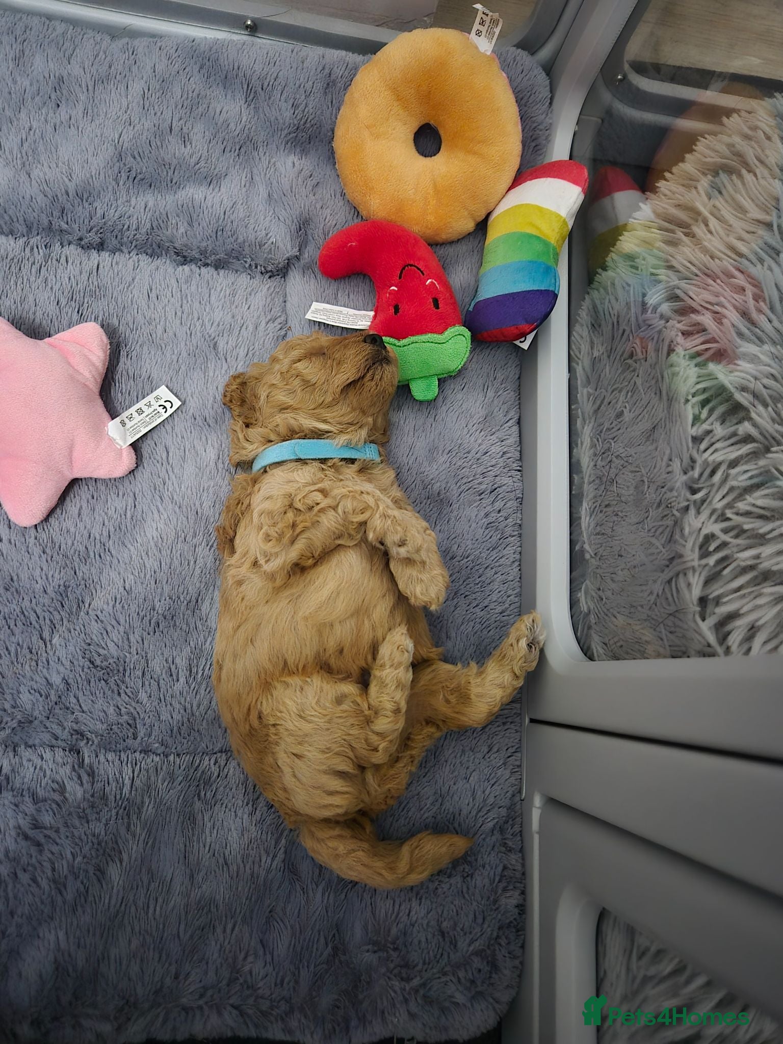 Miniature Poodle dogs KC Reg Apricot Miniature Poodle - Advert 2