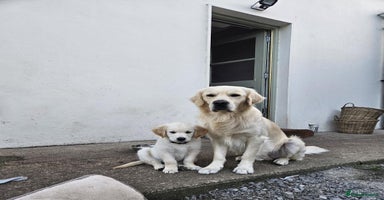 Golden Retriever dogs - Advert 1