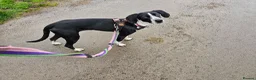 Pointer dogs for sale: Beautiful Pointer 18 months - Advert 8