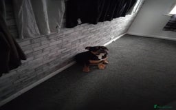 Old Tyme Bulldog dogs for sale: Old english bulldog  - Image 4