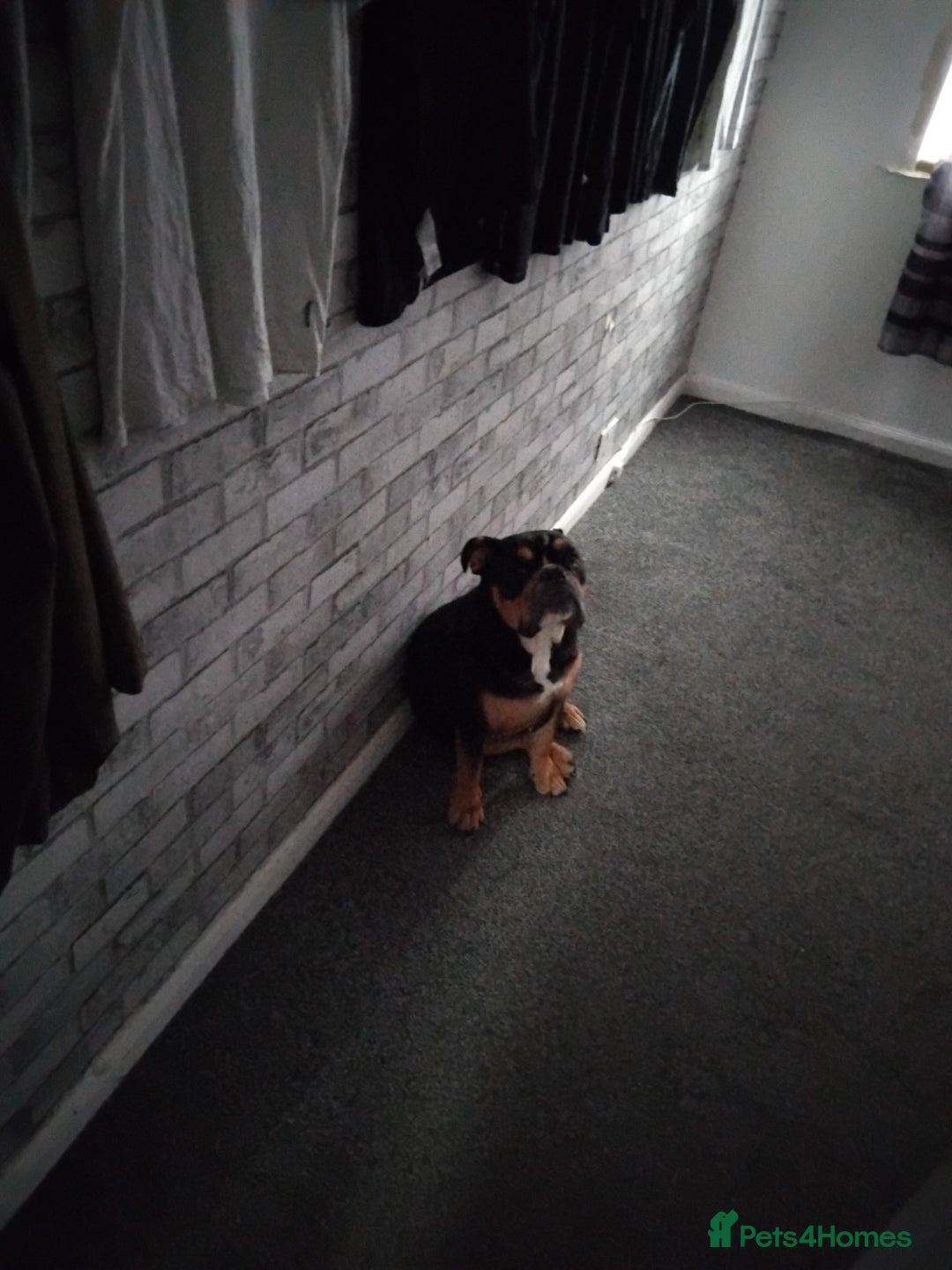 Old Tyme Bulldog dogs for sale: Old english bulldog  - Image 4