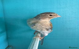 Canaries birds for sale: Young canaries  - Image 11