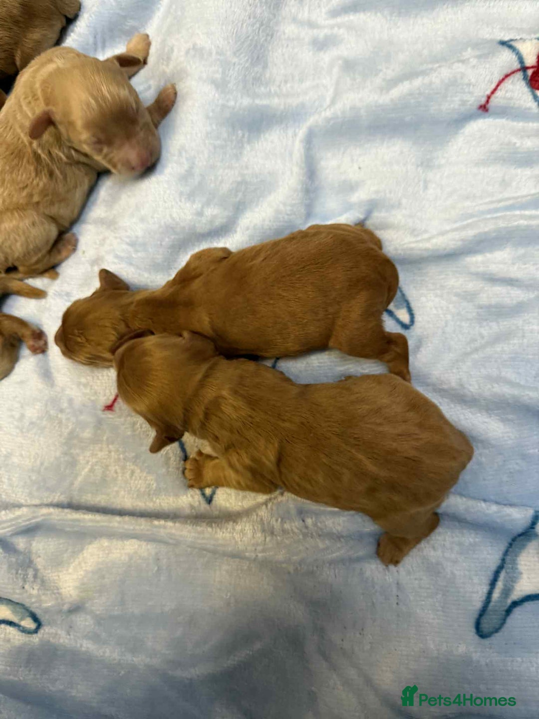 Cockapoo dogs for sale: Stunning red/apricot f1 cockapoos - Image 2