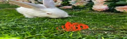 Continental Giant rabbits for sale: 4 mail continental Giants in Canterbury - Advert 4