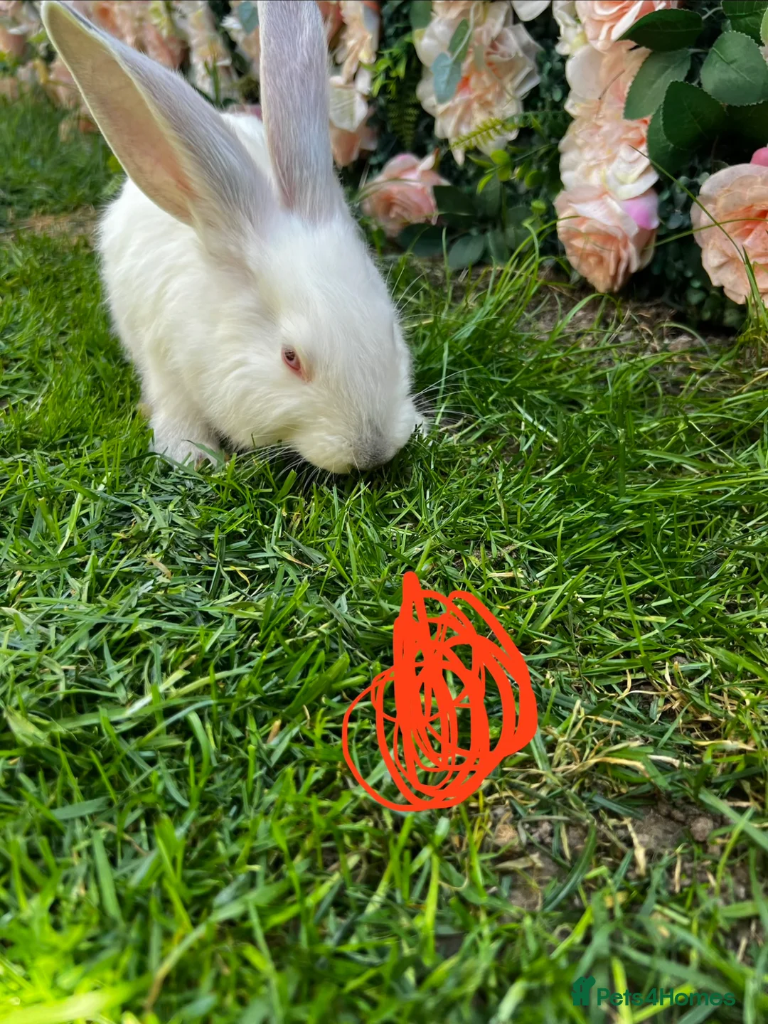 Continental Giant rabbits for sale: 2 white mail continental Giants - Advert 2