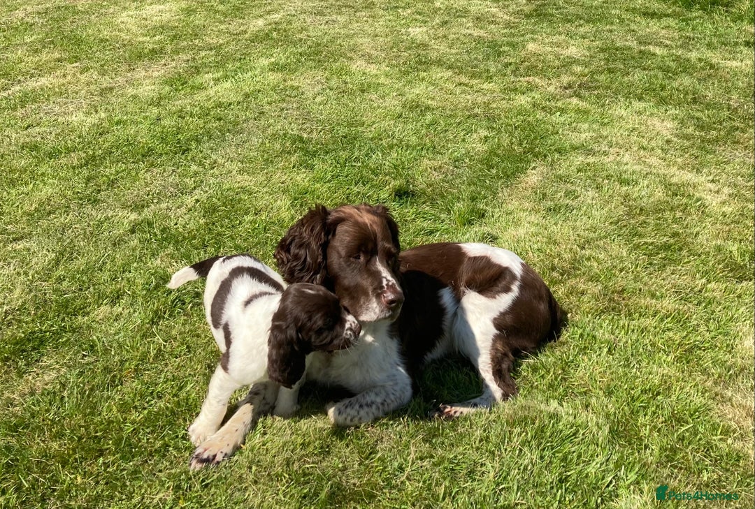 English Springer Spaniel dogs for sale: English Springer Spaniel Pups  - Image 9