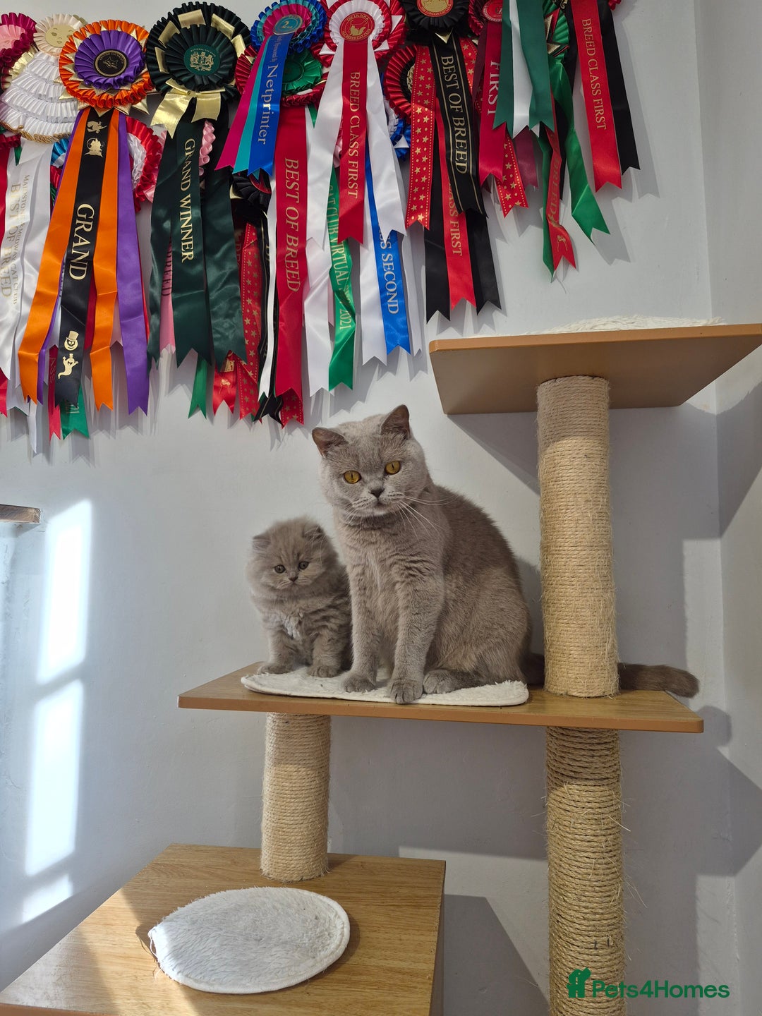 British Shorthair cats for sale: GCCF Registered British Sh & Lh Kittens - Champion - Image 19