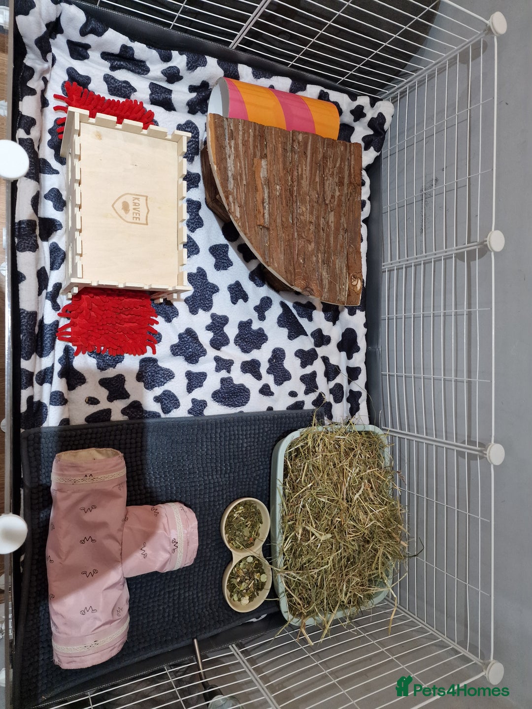 Guinea Pig rodents for sale: 2 friendly female guinea pigs with kavee full cage - Advert 8