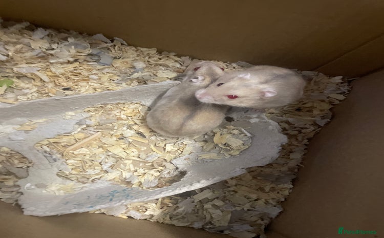 Hamster rodents - Advert 5