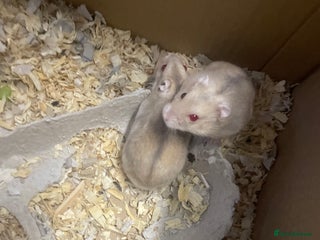 Hamster rodents - Advert 28