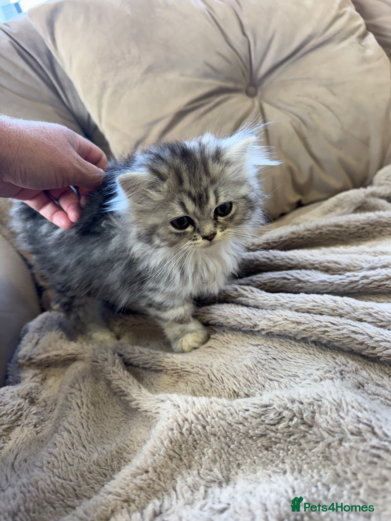 Persian cats Chinchilla Persian kittens doll face  - Advert 12
