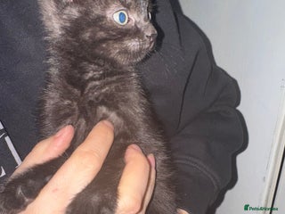 Mixed Breed cats 1 beautiful female kitten left ready now. - Advert 5