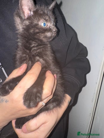 Mixed Breed cats 1 beautiful female kitten left ready now. - Advert 7