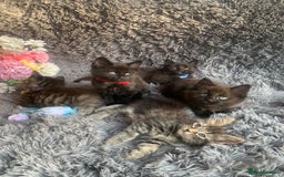 Norwegian Forest Cat cats for sale: GORGEOUS KITTENS READY FOR NEW HOMES SUNDAY in Birmingham - Image 3