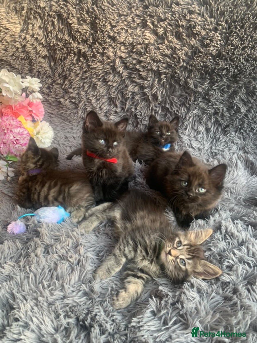 Norwegian Forest Cat cats for sale: GORGEOUS KITTENS READY FOR NEW HOMES SUNDAY in Birmingham - Image 3