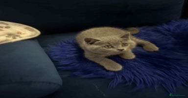 British Shorthair cats - Advert 9