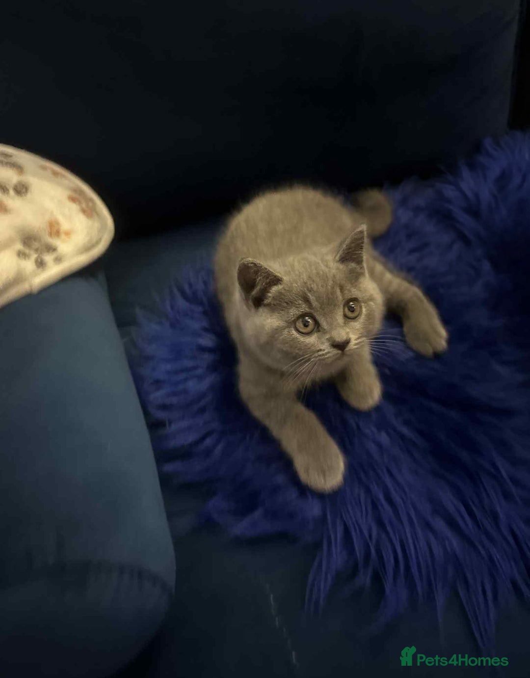 British Shorthair cats for sale: Shorthair Kittens for Sale - Champion Bloodline - Image 2