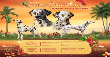 Dalmatian dogs - Advert 2