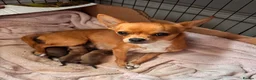 Pomchi dogs for sale: Pomchi puppies - Advert 1