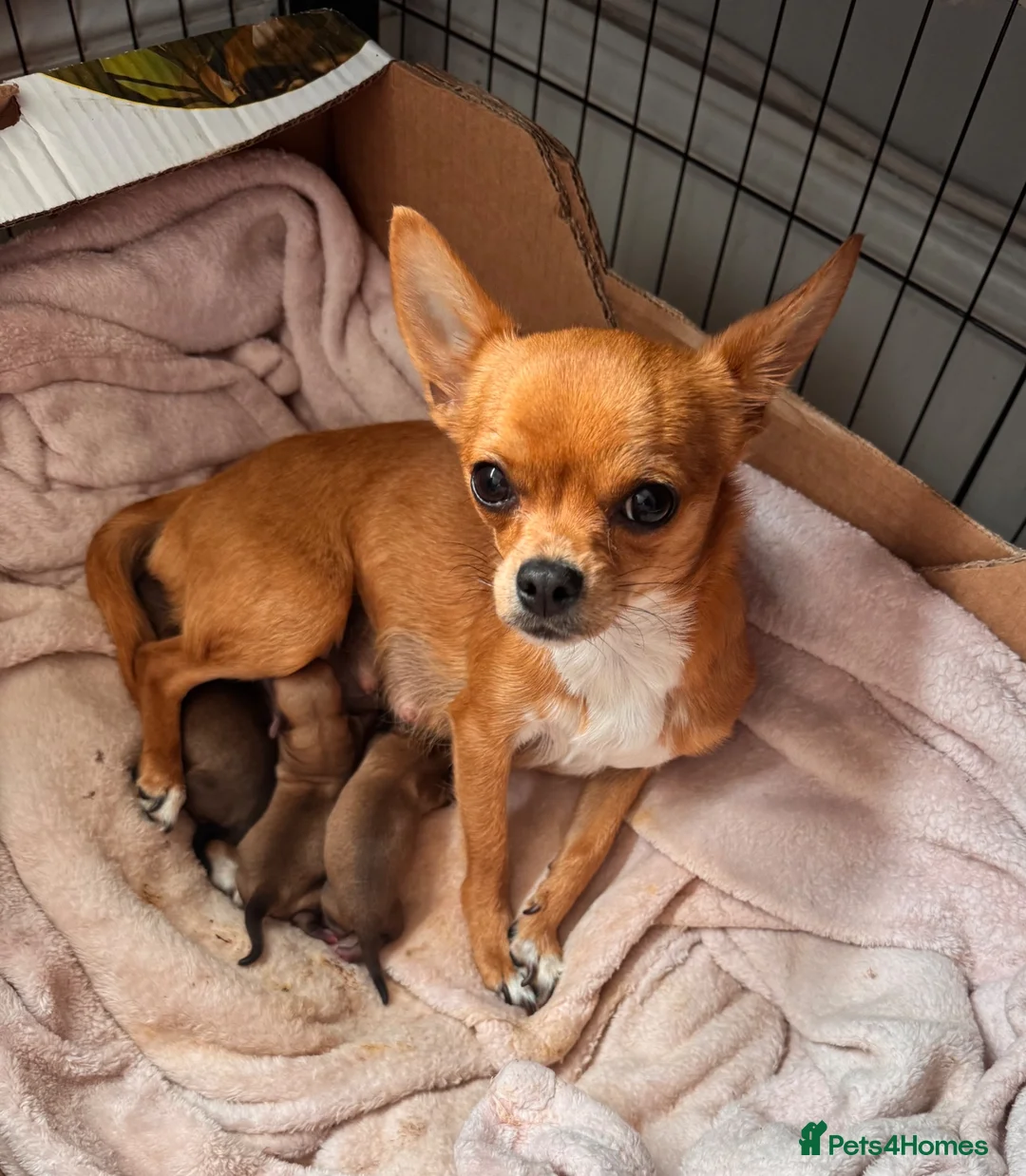 Pomchi dogs for sale: Pomchi puppies - Advert 1