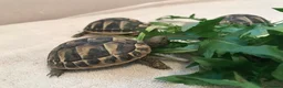Hermann Tortoise reptiles for sale: Hermann Tortoise 2025 Hatchlings  in Rugby - Advert 1