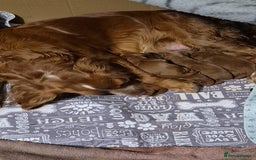Cockapoo dogs for sale: red cockapoo f1 non fading - Image 10