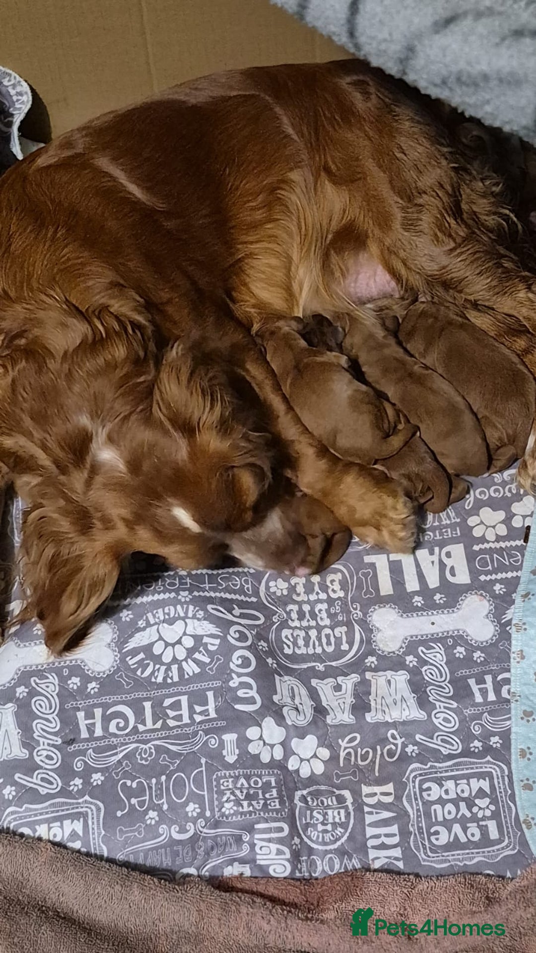 Cockapoo dogs for sale: red cockapoo f1 non fading - Image 10