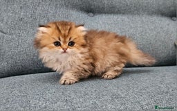 Scottish Fold cats for sale: Excellent Scottish fold kittens  - Image 34