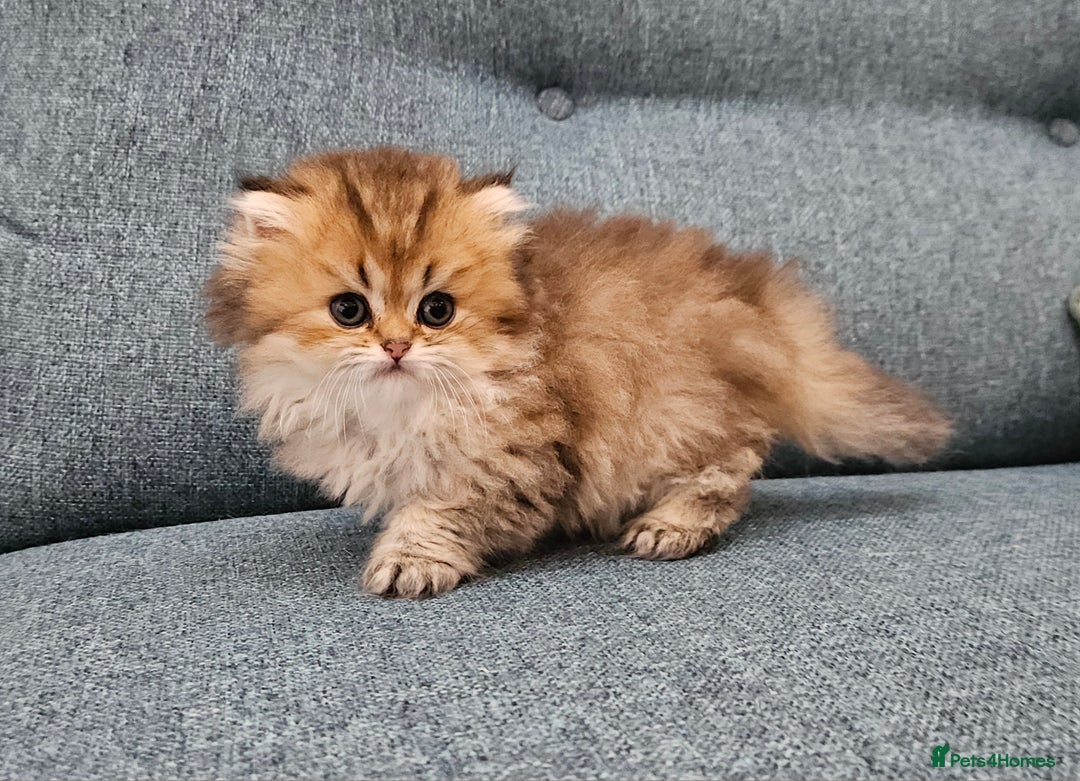 Scottish Fold cats for sale: Excellent Scottish fold kittens  - Image 34