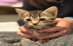 Mixed Breed cats for sale: Two tabby kittens ready to go now  - Image 4