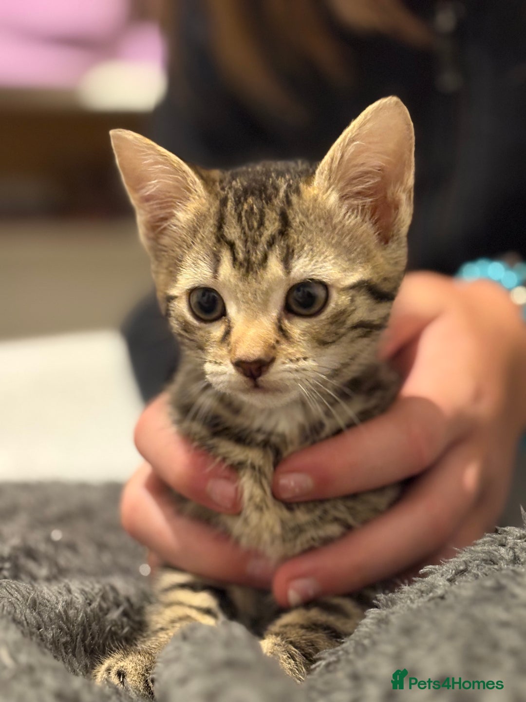 Mixed Breed cats for sale: Two tabby kittens ready to go now  - Image 4