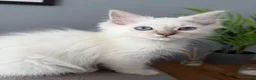 Ragdoll cats for sale:     💙 Stunning Pedigree Ragdoll Kittens GCCF - Advert 5