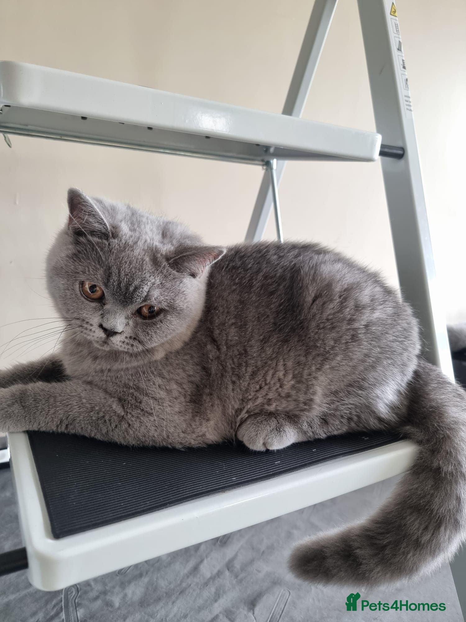 British Shorthair cats Kind Friendly Healthy Vaccinated Microchipped - Advert 1