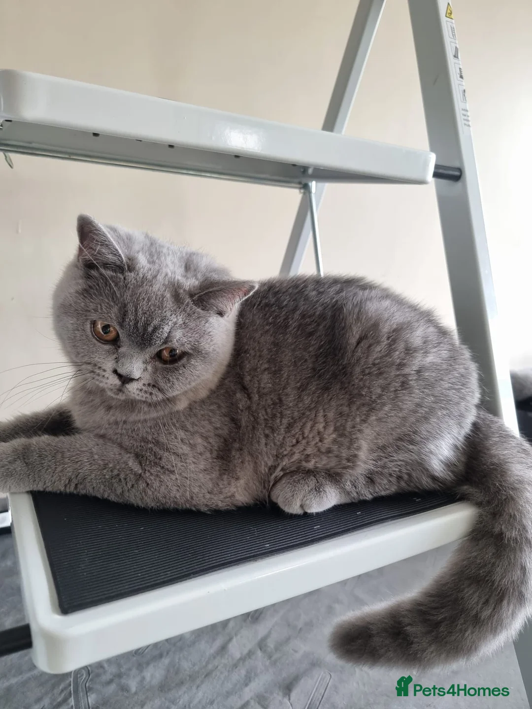 British Shorthair cats for sale: Kind Friendly Healthy Vaccinated Microchipped - Advert 1