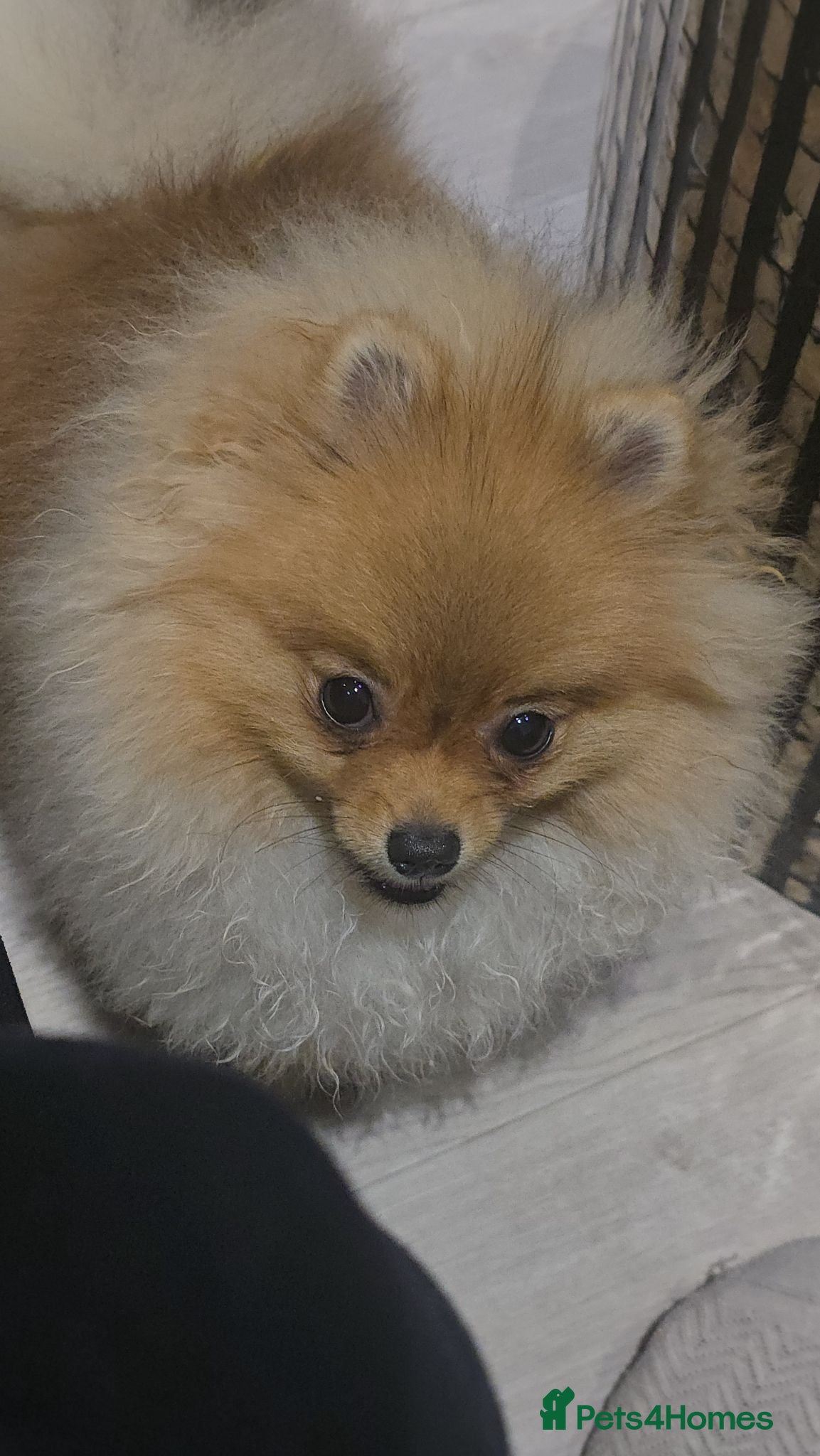 Pomeranian dogs Micro Teddy Poms Coco & Gigi - 12 & 8 Months - Advert 2
