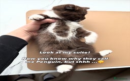 British Shorthair cats for sale: British Short and Long Hair  - Image 23