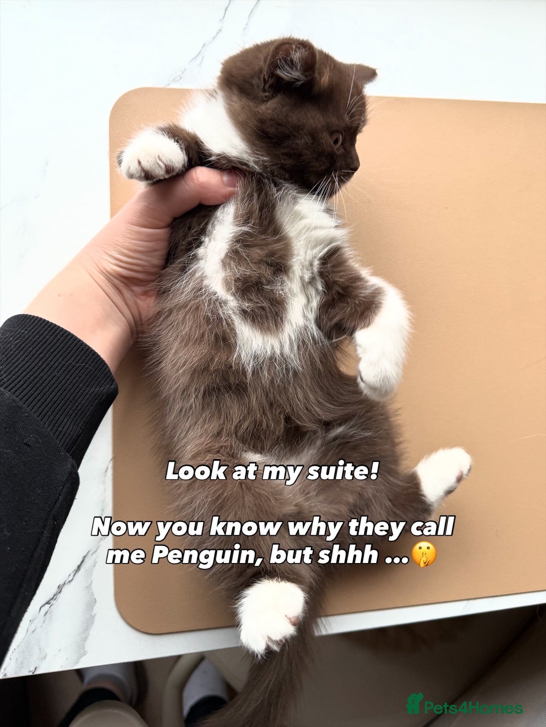 British Shorthair cats for sale: British Short and Long Hair  - Image 23