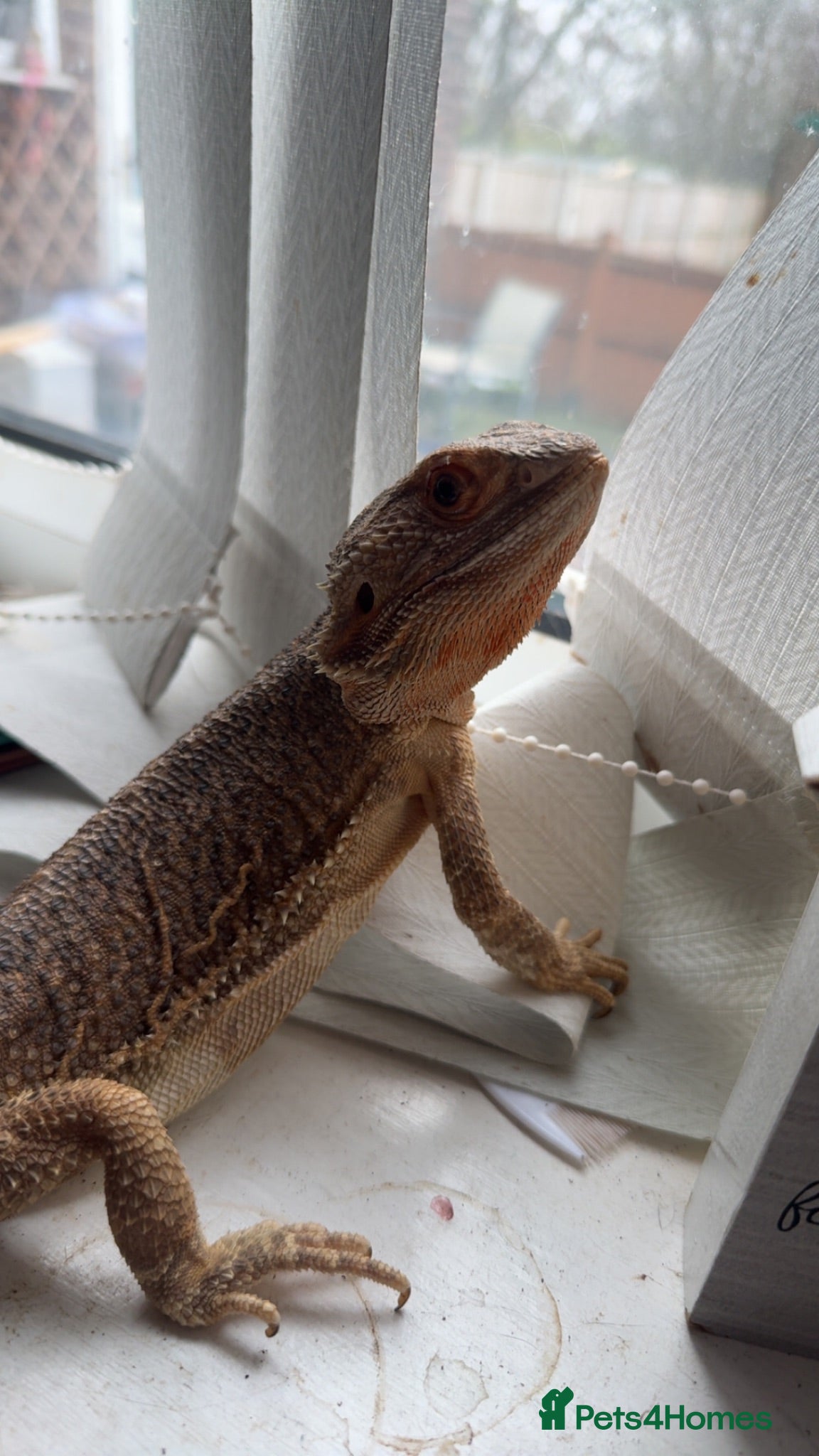 Bearded Dragon reptiles Bearded dragon and full set up  - Advert 1