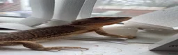 Bearded Dragon reptiles for sale: Bearded dragon and full set up  in Scunthorpe - Advert 1