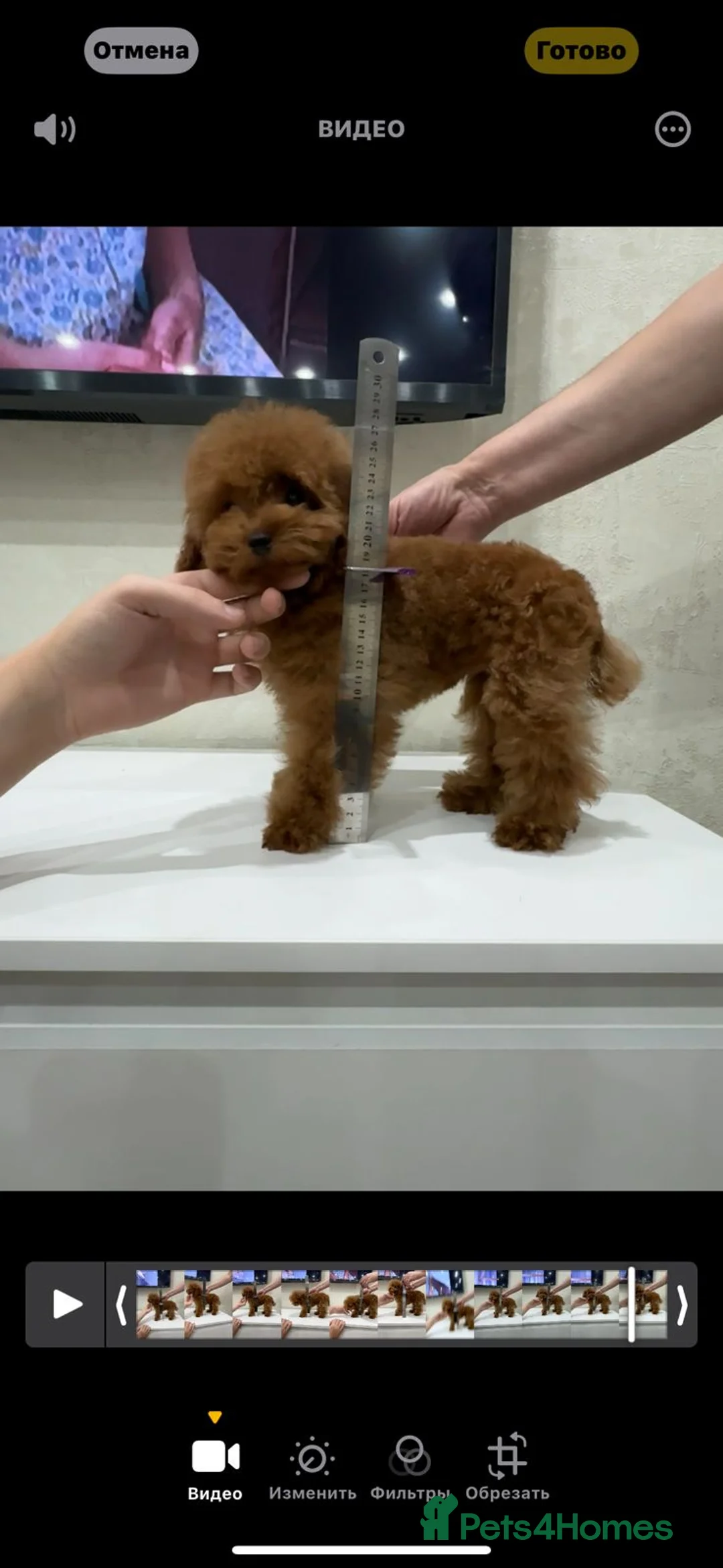 Toy Poodle dogs for sale: Stunning Asian toy poodle - Advert 2